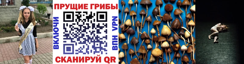 OMG зеркало  закладка  Зубцов  Галлюциногенные грибы Cubensis 